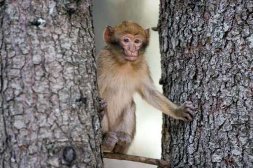 Barbary macaques are taken by poachers and often sold to buyers in Europe for between $110 and $330 (100 and 300 euros) despite 