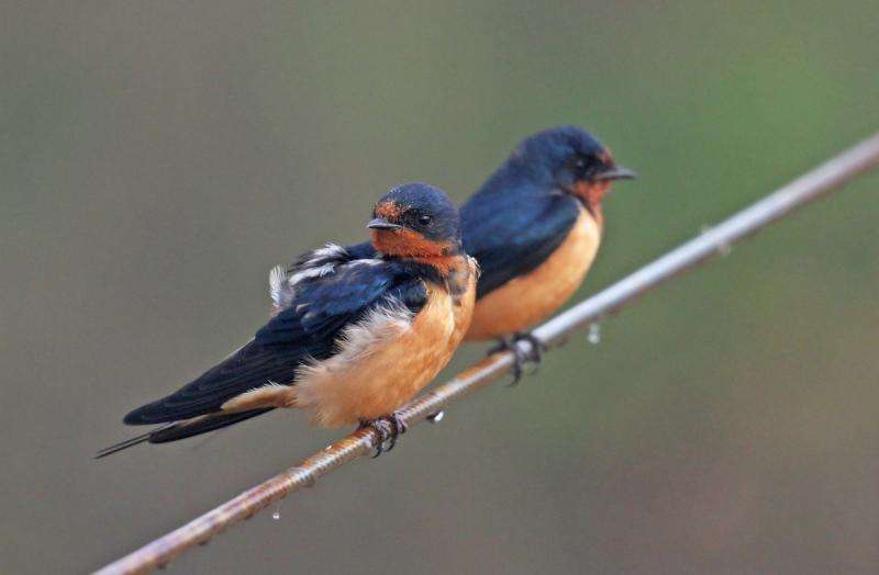 Barn swallow behavior shift may be evolutionary