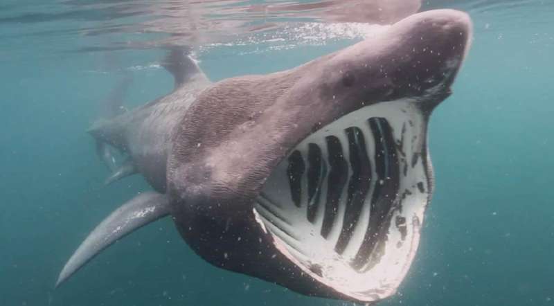 Basking sharks seek out winter sun
