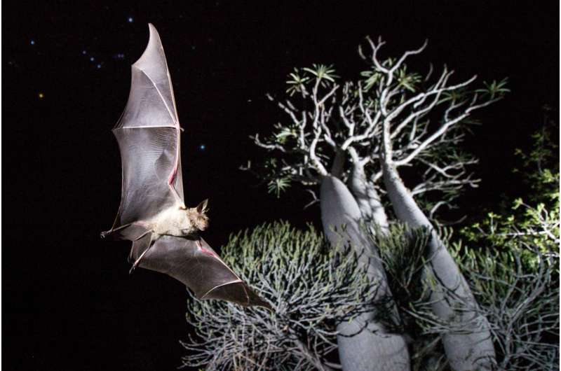Bat biodiversity is in danger on islands worldwide