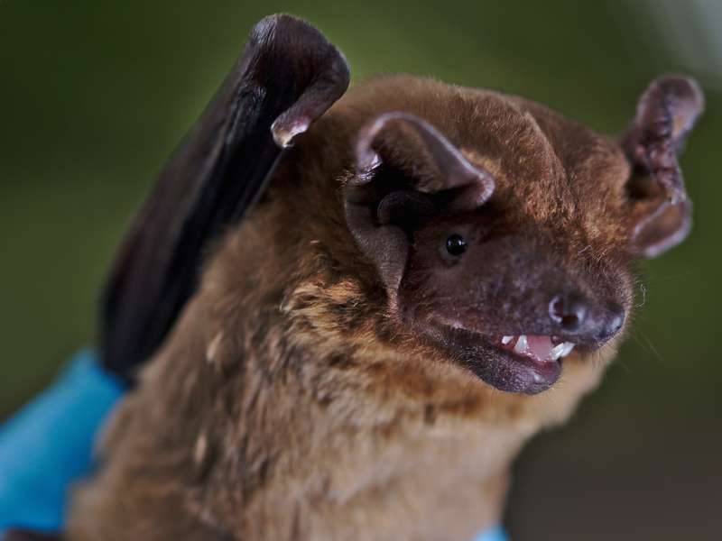 Bats anticipate optimal weather conditions