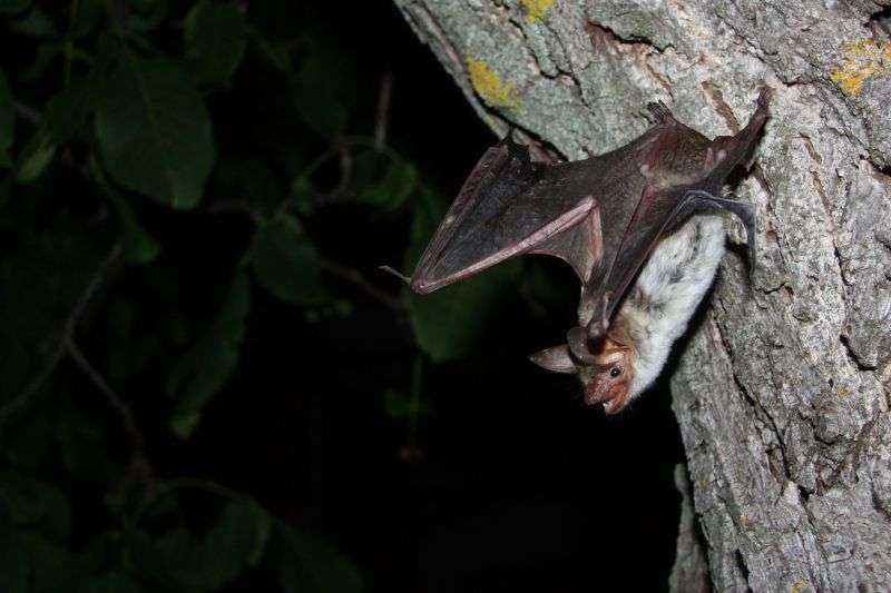 Bats fail to detect smooth, vertical surfaces when they are in a rush