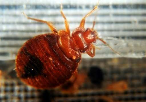 Bed bugs seek out our worn clothes, a new study has shown