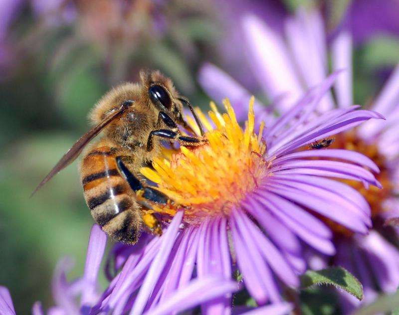 Bees and environmental stressors—canaries in the coal mine