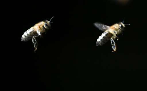 Bees around the world—especially in Europe and North America—have been decimated in recent years by a mysterious blight called &