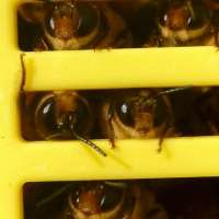 Bees give up searching for food when we degrade their land