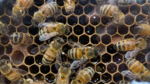 Bees help pollinate 90 percent of the world's major crops, but in recent years have been dying off from &quot;colony collapse di
