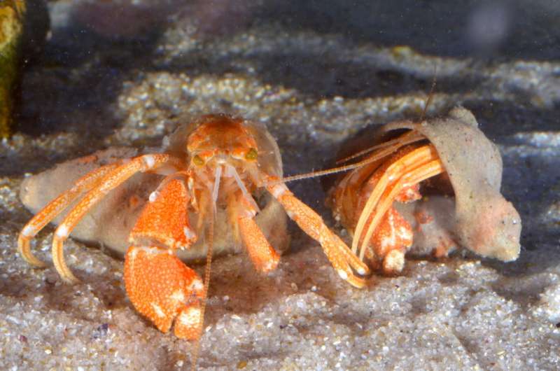 Behind Green Eyes: New Species of deep-water hermit crab finds itself unusual shelters