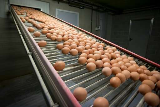 Belgium has admitted that it knew about fipronil in eggs in early June but kept it secret because of a fraud investigation