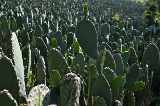 Believed by some to have healing powers, the prickly pear cactus is also used in blood pressure medications, anti-hair loss sham
