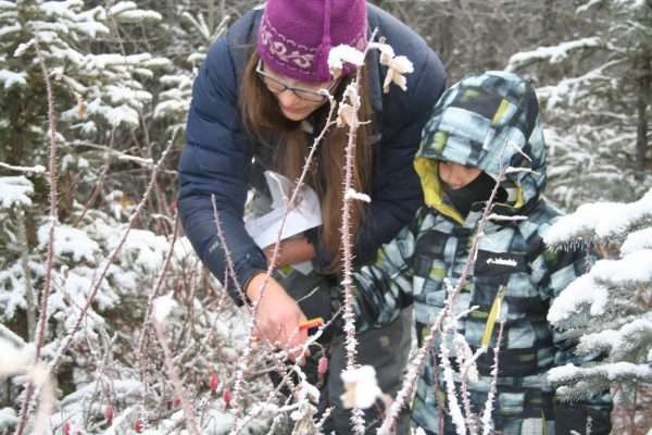 Berry research project seeks Alaskan volunteer citizen scientists