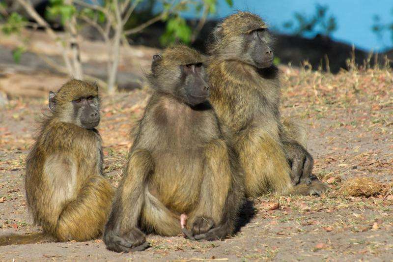 Bigger brains help social primates to make up after a fight, says Manchester study