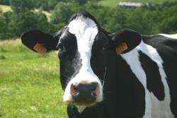 Bigger, more intensive dairy farms may also mean bigger milk footprints