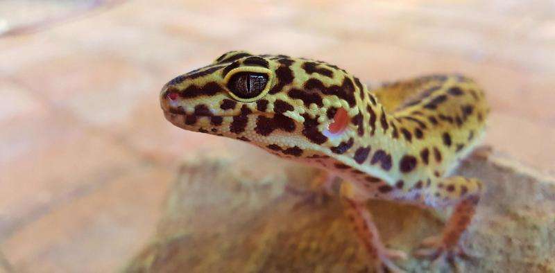Big-headed gecko shows human actions are messing with evolution