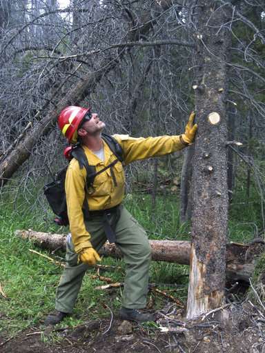 Billions of dead trees force US fire crews to shift tactics