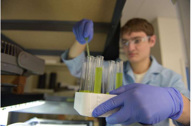 Biofuel matchmaker: Finding the perfect algae for renewable energy