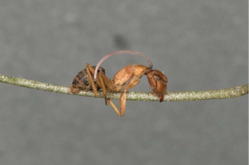 Biological clock found in fungal parasite sheds more light on 'zombie ants' phenomenon