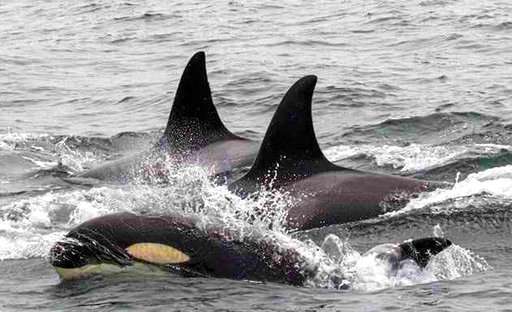 Biologist: Orca attacks on gray whales up in California bay