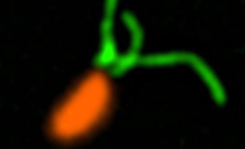 Biologists discover bacteria's 'sense of touch'