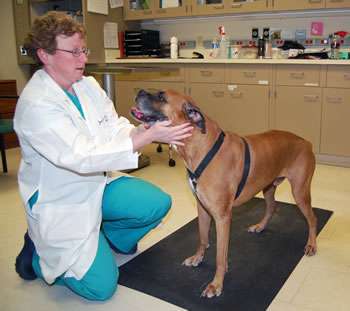 Biomarker test for Lou Gehrig’s disease useful in diagnosing canine neurodegenerative disease