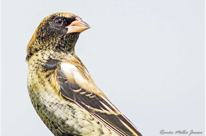 Birds' feathers reveal their winter diet