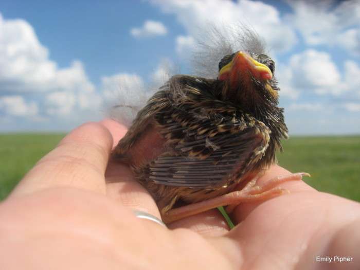 Birds in Alberta oil fields forced to raise imposters at alarming rate