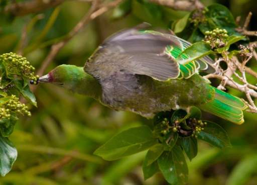 Birds play a critical role by eating and spreading seeds from tropical trees