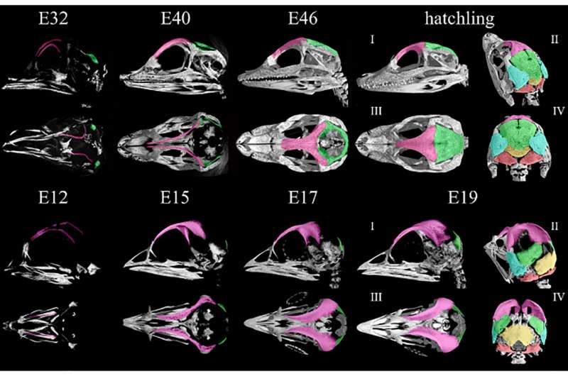 Birds' unique skulls linked to young dinosaur brains