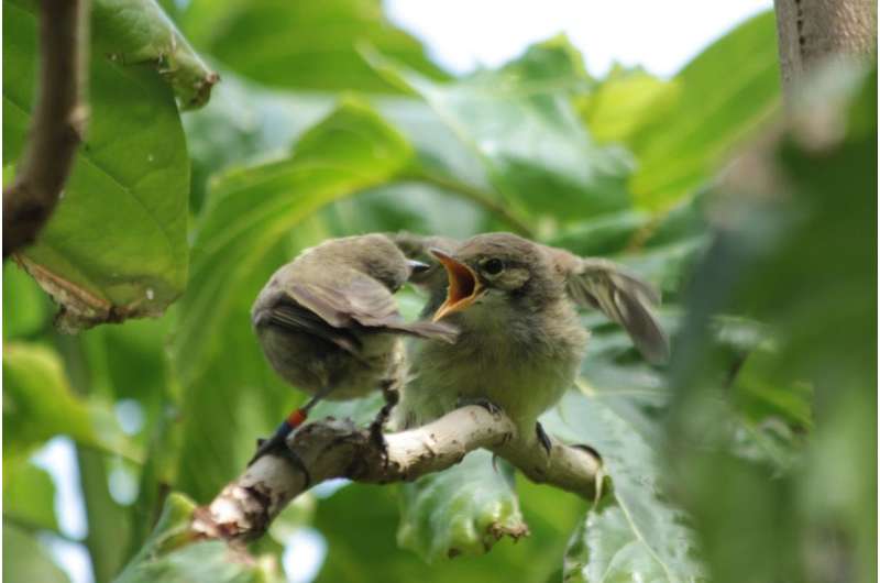 Birds without own brood help other birds with parenting, but not selflessly