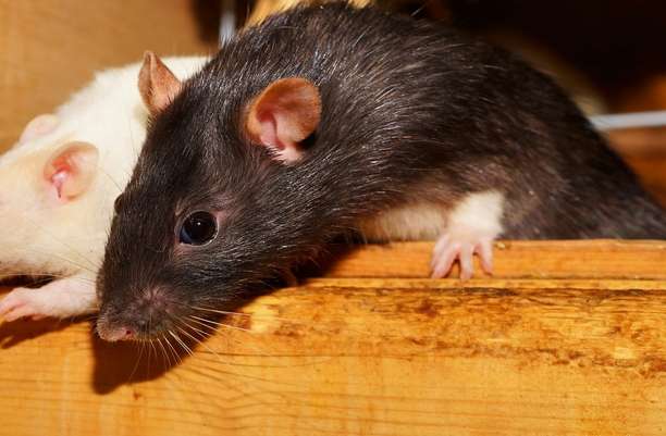 Birth control for rats? Don't laugh, it's a reality, and cities want it