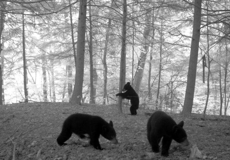 Black bears on the move in upstate New York