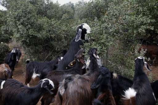 Black goats, also referred to as the Syrian goat, graze near Moshav Nes Harim in central Israel's Judean foothills