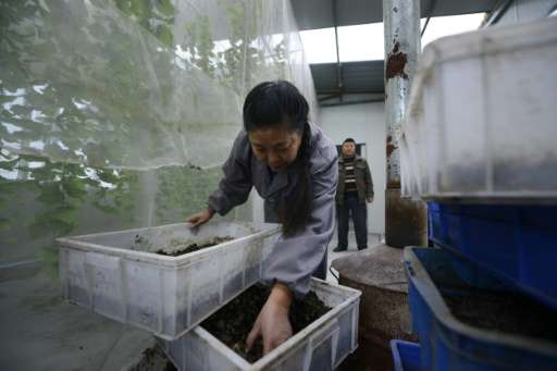 Black soldier fly farms are becoming increasingly common in China, as people rush to cash in on green initiatives.