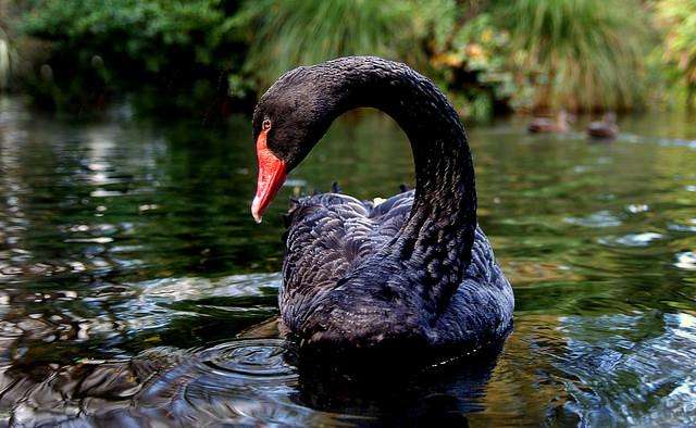 'Black swan' events strike animal populations