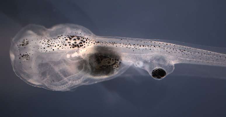 Blind tadpoles learn visually with eyes grafted onto tail, neurotransmitter drug treatment