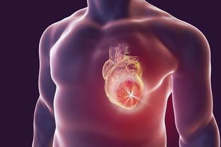 Blood cancer gene could be key to preventing heart failure