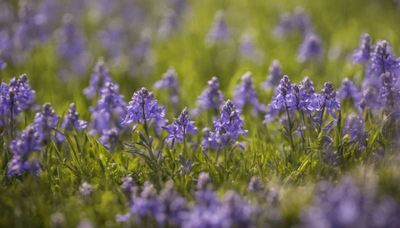 Bloomageddon—seven clever ways bluebells win the woodland turf war