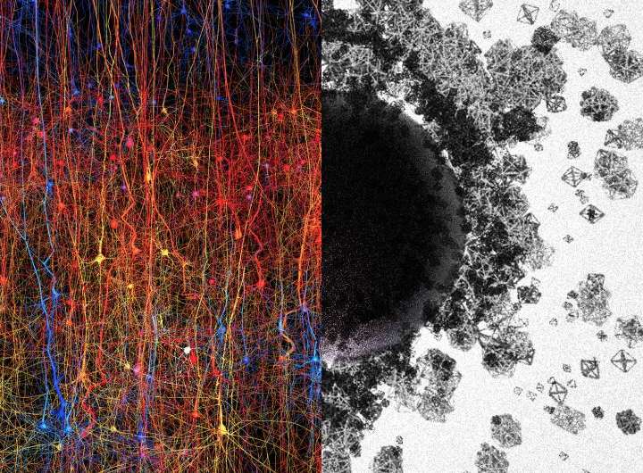 Blue Brain team discovers a multi-dimensional universe in brain networks