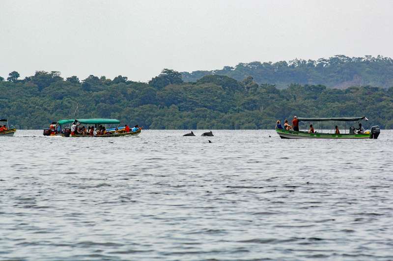 Boat traffic threatens the survival of Panama's Bocas Del Toro dolphins