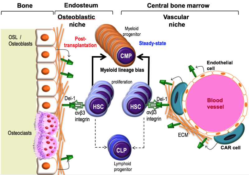 Bone marrow protein may be target for improving stem cell transplants