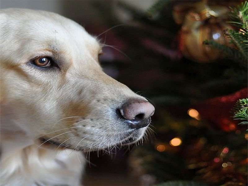 Bone treats a dangerous stocking stuffer for dogs