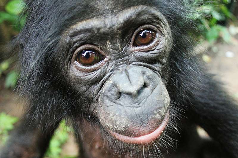 Bonobos help strangers without being asked