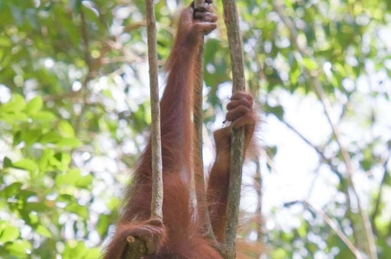 Bornean orangutans' canopy movements flag conservation targets