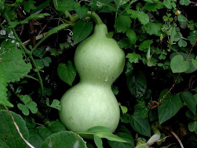 Bottle gourd genome provides insight on evolutionary history, relationships of cucurbits