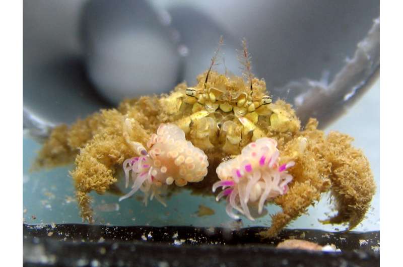 Boxer crabs acquire anemones by stealing from each other, and splitting them into clones