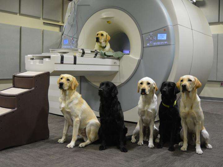 Brain scans of service-dog trainees help sort weaker recruits from the pack