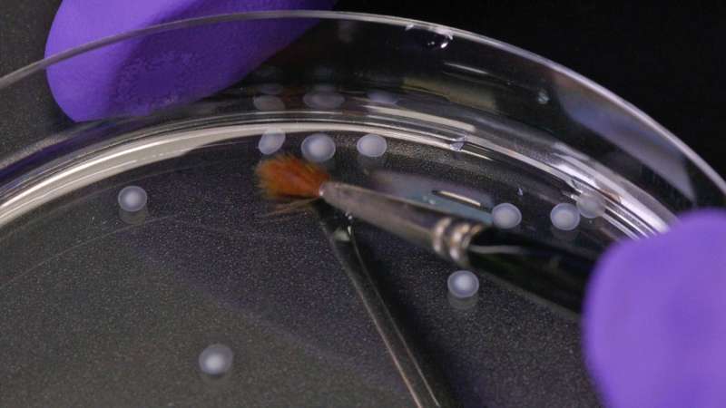 Brain tissue from a petri dish