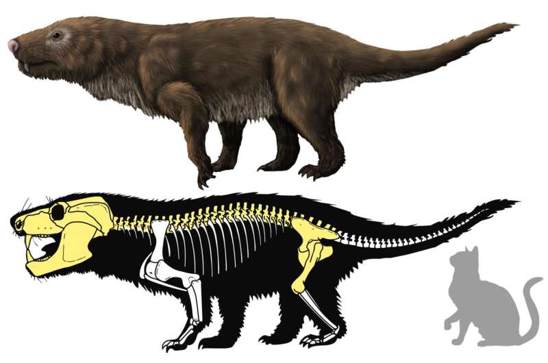 Brazilian carnivorous mammal-like reptile fossil may be new Aleodon species