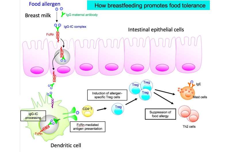Breast milk found to protect against food allergy