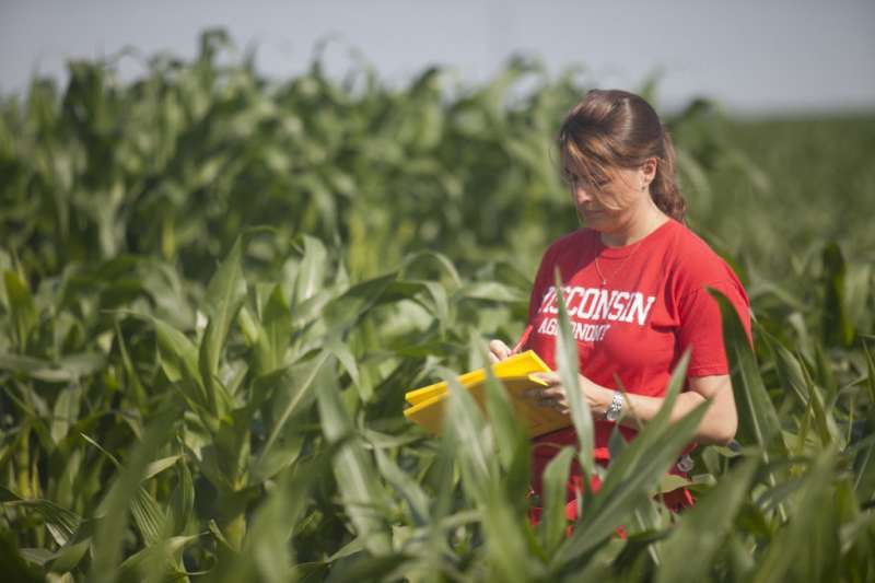 Breeding highly productive corn has reduced its ability to adapt